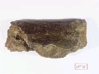 藏品(犀牛右下頷)的圖片